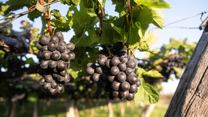 Obraz premium Cachos de Uvas, Parreiras, Vinhedo