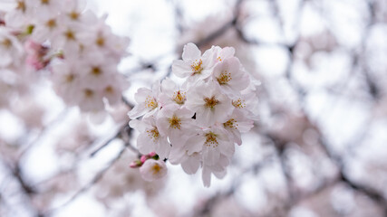桜（ソメイヨシノ）