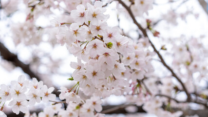 桜（ソメイヨシノ）