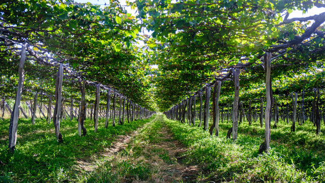 Vinhedo, Parreral, Videiras