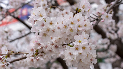 桜（ソメイヨシノ）