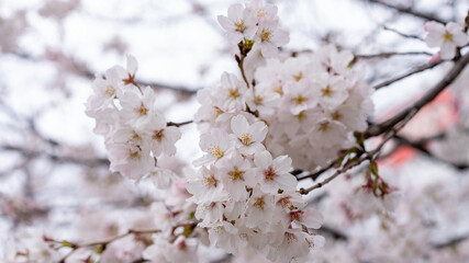 桜（ソメイヨシノ）