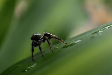 spider on a leaf