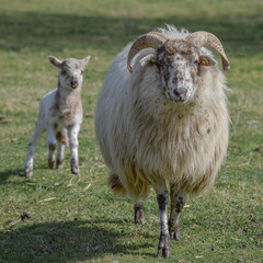 Fototapeta premium Newborn lamb on a sunny day in spring