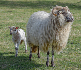 Newborn lamb on a sunny day in spring