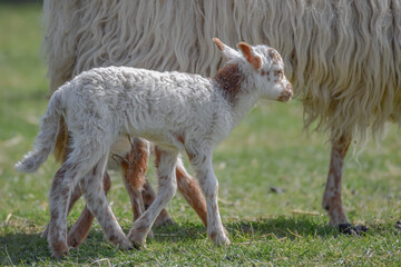 Fototapeta premium Newborn lamb on a sunny day in spring