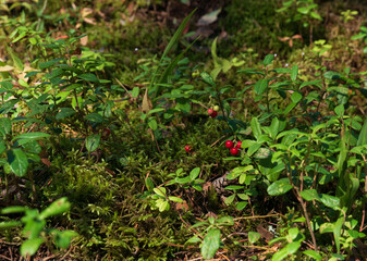 wild berries on a green bush, macro photography. Wild berry, macro. Wild wild berries on a green background in the forest