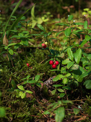 wild berries on a green bush, macro photography. Wild berry, macro. Wild wild berries on a green background in the forest