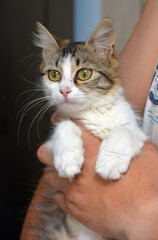 Fototapeta premium cute big-eyed fluffy brown and white cat