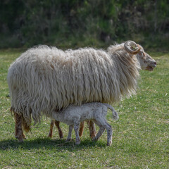 Newborn lamb on a sunny day in spring