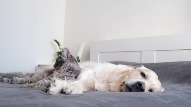 A cat and a dog lie together on the bed. Pets sleeping on a cozy gray plaid. The care of animals. Love and friendship of a kitten and a puppy.