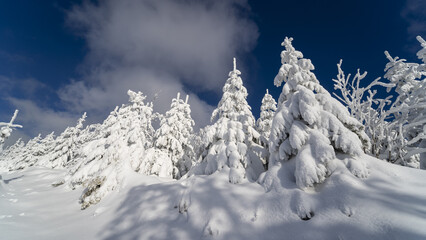 Low angle shot of tall fir trees covered in snow in the Black Forest