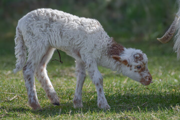 Obraz premium Newborn lamb on a sunny day in spring