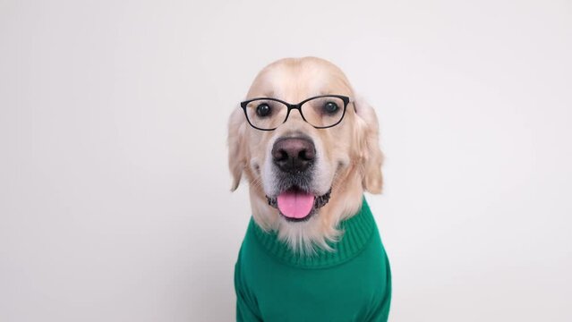 A dog wearing glasses and a green turtleneck sits against a white background. The golden retriever is dressed as a programmer or teacher.