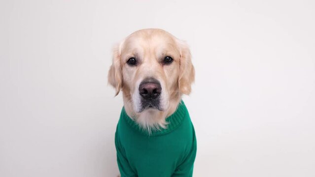 A dog wearing glasses and a green turtleneck sits against a white background. The golden retriever is dressed as a programmer or teacher.