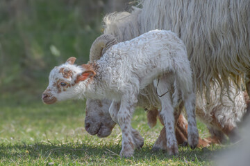 Fototapeta premium Newborn lamb on a sunny day in spring