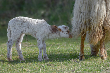 Naklejka premium Newborn lamb on a sunny day in spring