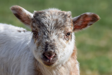 Fototapeta premium Newborn lamb on a sunny day in spring