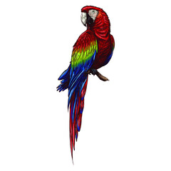 Hand drawn cute tropical bird macaw parrot on a white background.