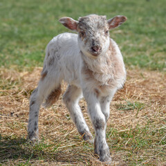 Naklejka na ściany i meble Newborn lamb on a sunny day in spring