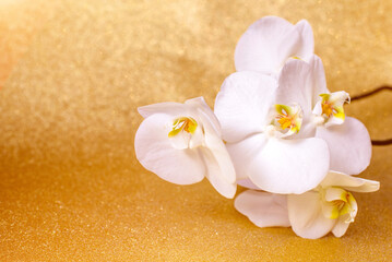 Fototapeta na wymiar A branch of white orchids on a shiny gold background 