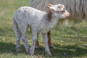 Obraz premium Newborn lamb on a sunny day in spring