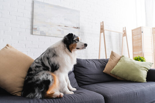 australian shepherd dog sitting on modern sofa in living room.