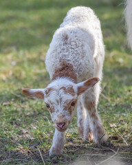 Newborn lamb on a sunny day in spring