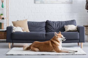 akita inu dog lying on carpet in modern living room.