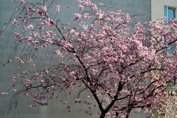Kirschblüten Baum