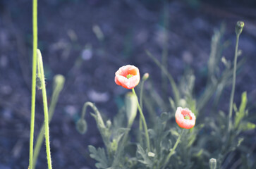 poppy flowers in field