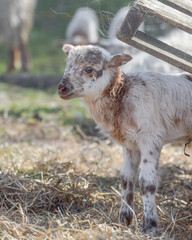 Fototapeta premium Newborn lamb on a sunny day in spring