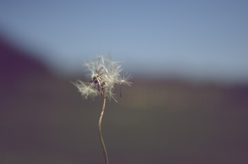 close up of dandelion