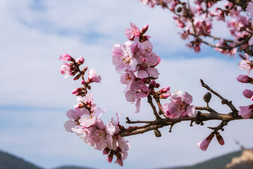 Close up of pink blooming almond blossoms in the Palatinate region of Germany 