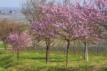Fototapeta premium Row of pink flowering almond trees in the Palatinate region of Germany