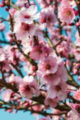 Close up of pink blooming almond blossoms in the Palatinate region of Germany 