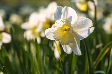 Close-up of white and yellow flowering daffodils in the public spa gardens of Wiesbaden/Germany 