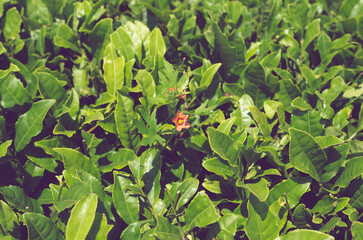 green leaves background
