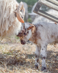 Obraz premium Newborn lamb on a sunny day in spring