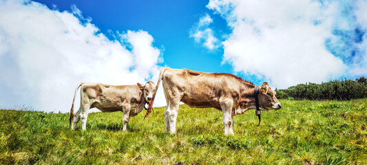 Animal background banner panorama - Funny cow in the mountains Allgäu Austria Alps, on green fresh meadow..