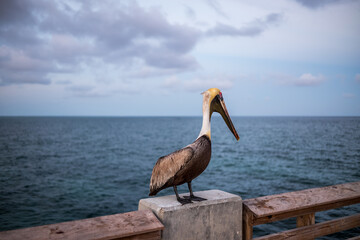 pelican on the pier