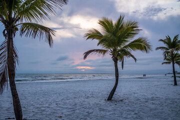 palm tree on the beach