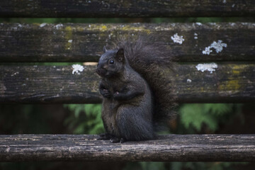 Closeup of a tiny black squirrel sitting on a dark wooden bench © Kyle Van Alstyne/Wirestock Creators