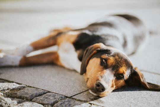 Closeup shot of a beautiful and cute lazy dog laying on ground in a sunny day