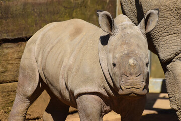 Obraz premium A young baby white rhinoceros bred in captivity with its mother in the background