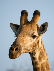 Giraffe ( Giraffa camelopardalis) Kruger National Park, South Africa