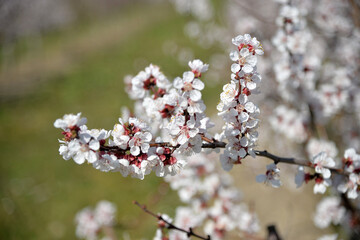 Wachau, Dürnstein, Marillen Blüte, Donau, Wasser, Frühling, Österreich, Kultur, Marillen