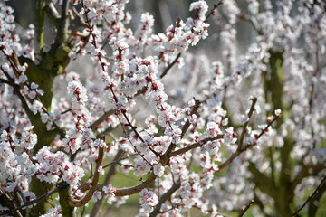 Wachau, Dürnstein, Marillen Blüte, Donau, Wasser, Frühling, Österreich, Kultur, Marillen