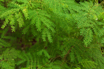 Green leaves of tropic acacia tree. Close up tropic background.