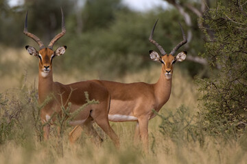 Impala